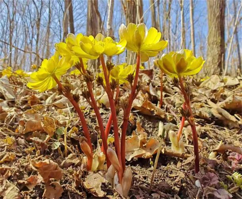 ��Ȧ(�й���)�������ǲ�!